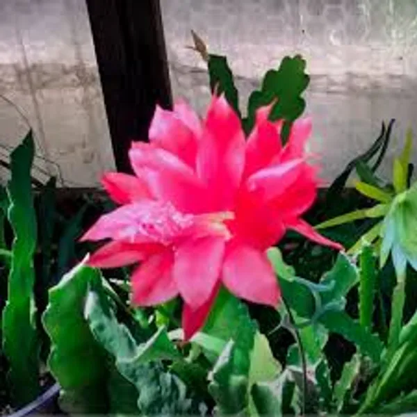 Pink_Bramha_Kamal_Pant