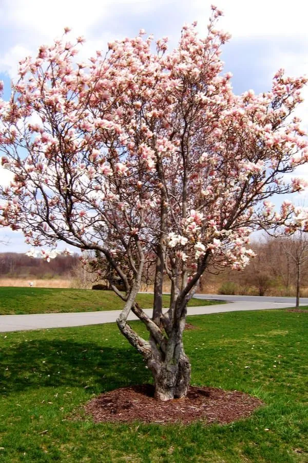 Premium_Saucer_Magnolia_Flower_Plant_Live_|_Large_Pink_Magnolia_Tree_|_Spring_Blooming_Ornamental_Plant