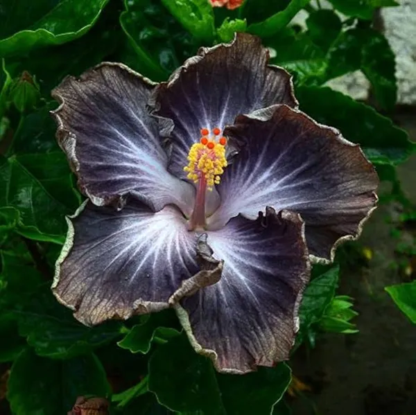 Premium_Taiwan_Variety_Hibiscus_Plant_|_Exotic_Flowering_Plant
