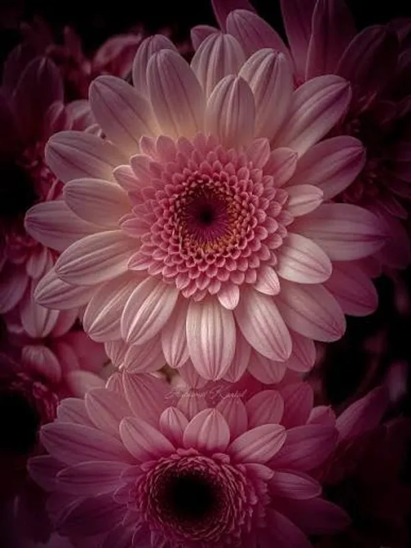 Pretty_Pink_Gerbera_Plant_|_Blooming_Beauty