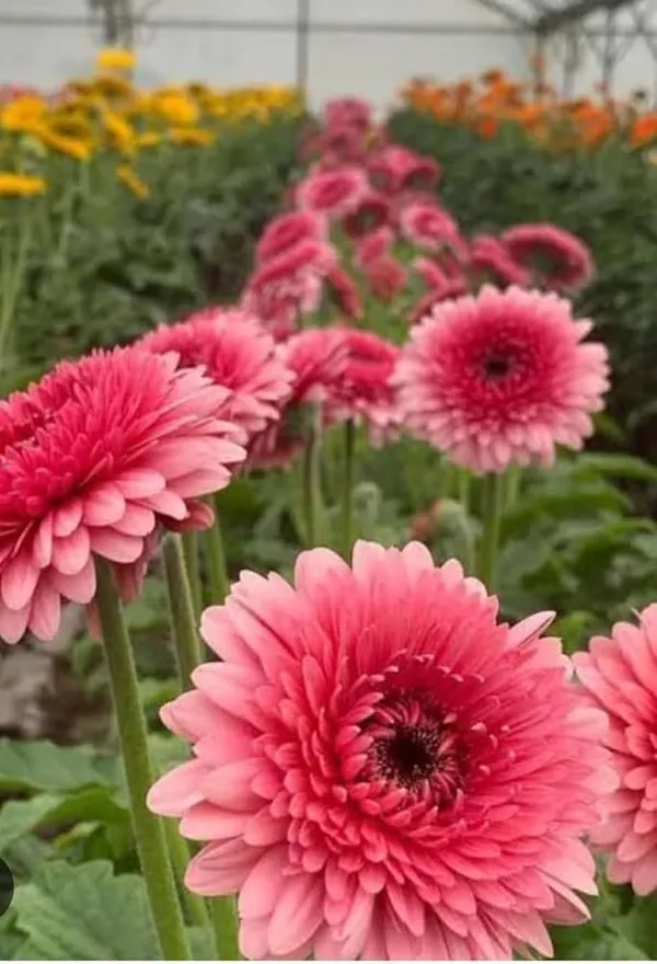Pretty_Pink_Gerbera_Plant_|_Blooming_Beauty