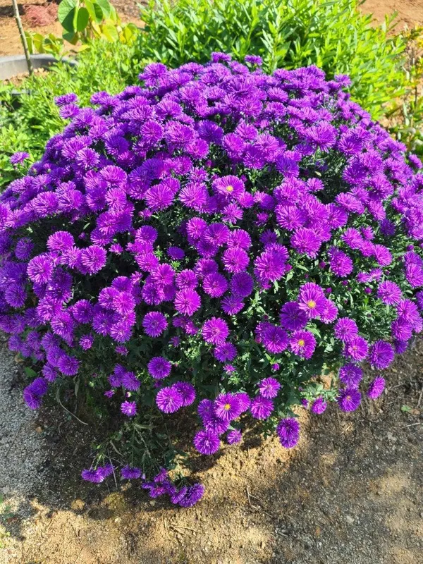 Purple_Chandra_Mallika_Live_Flower_Plant_|_Beautiful_Purple_Chrysanthemum_Plant