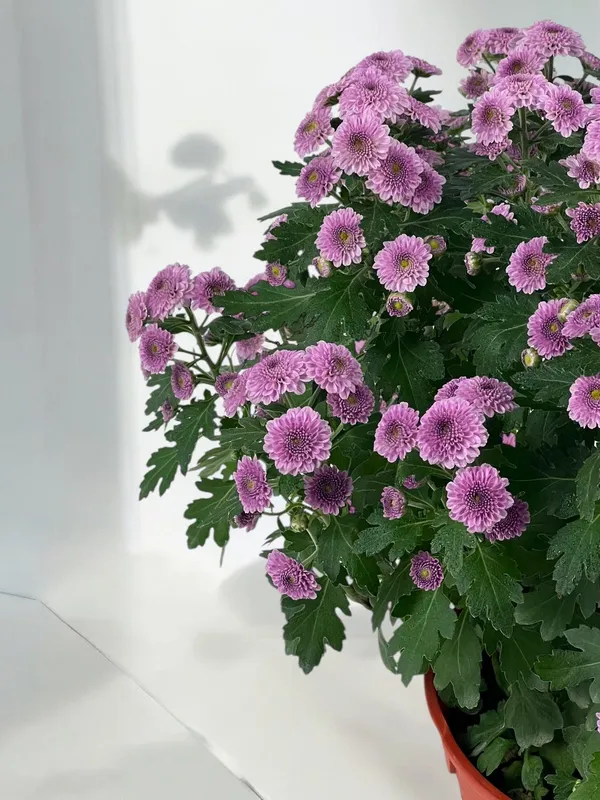 Purple_Chandra_Mallika_Live_Flower_Plant_|_Beautiful_Purple_Chrysanthemum_Plant
