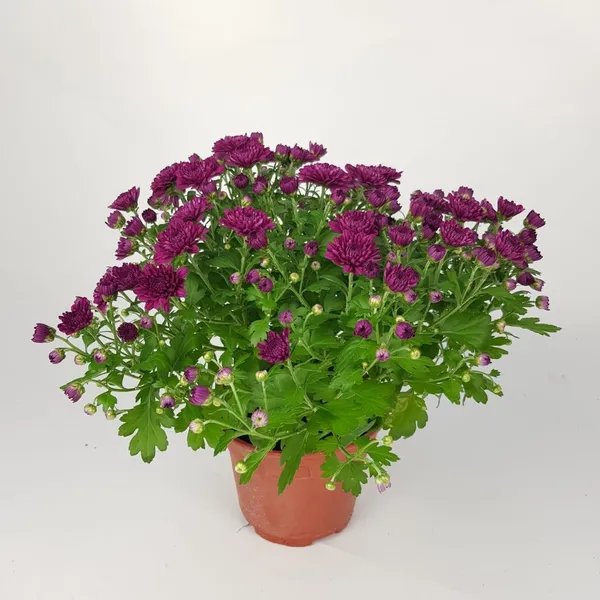 Purple_Chandra_Mallika_Live_Flower_Plant_|_Beautiful_Purple_Chrysanthemum_Plant
