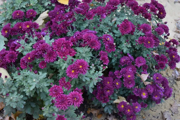 Purple_Chandra_Mallika_Live_Flower_Plant_|_Beautiful_Purple_Chrysanthemum_Plant