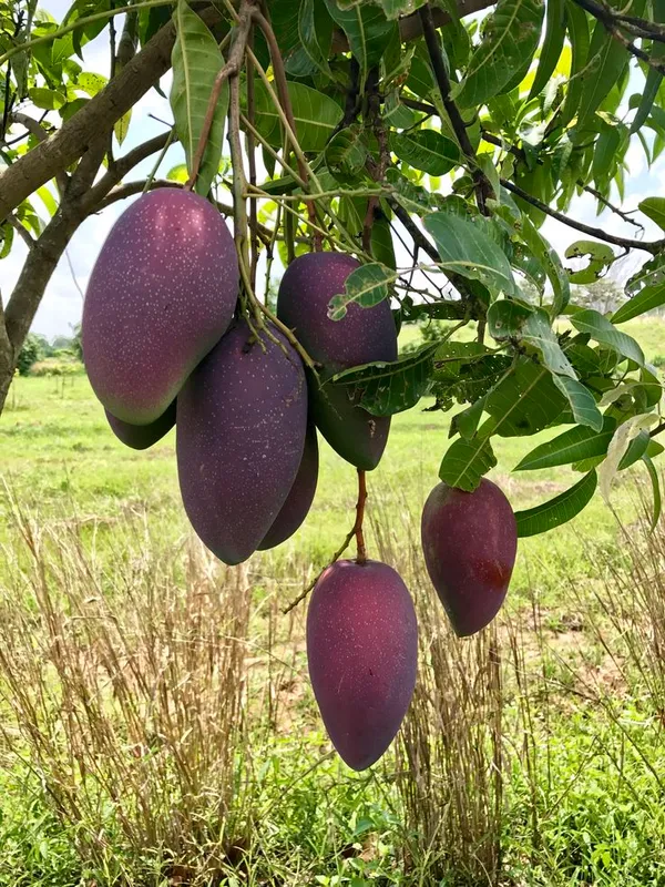Pusa_Arunika_Mango_Plant_Aam_Grafted_Fruit_Plant