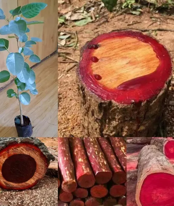 Rose_Variety_Red_Sandalwood_Plant