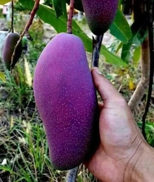 Black_Stone_Mango_Plant_Original_Grafted"