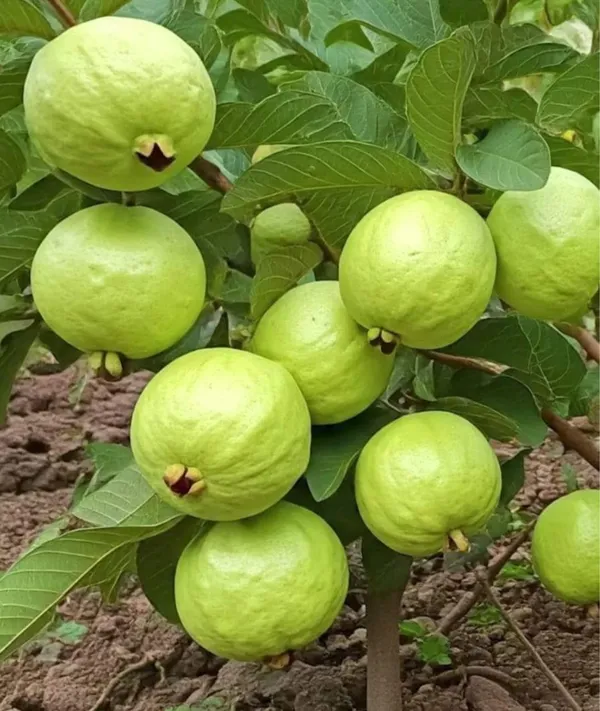 Baruipur_Guava_Grafted_3_Feet_Plant
