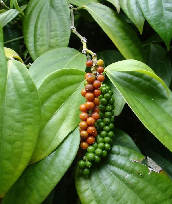 Black_Pepper,_Golmorich_Healthy__Plant
