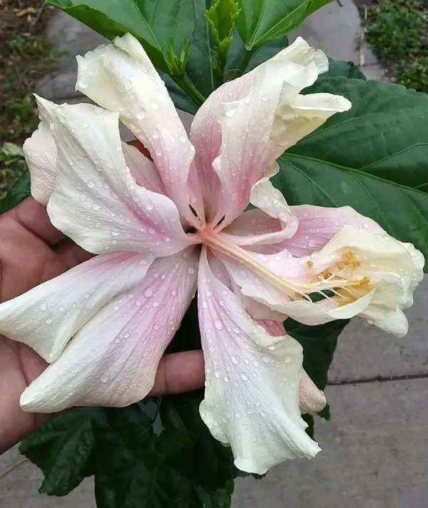 Elephant_Ear_Hibiscus_Blooming