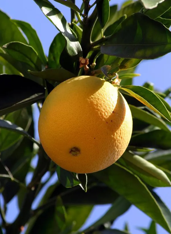 Ramrangan_orange_plant