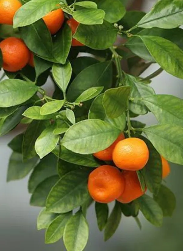 Ramrangan_orange_plant