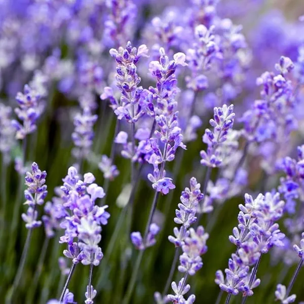 Rare_&_Beautiful_Lavender_Plant_–_Thriving_Healthy__Plant_for_Home,_Rooftop,_Indoor_&_Outdoor_Gardening_|_Pack_of_1_in_Grow_Bag