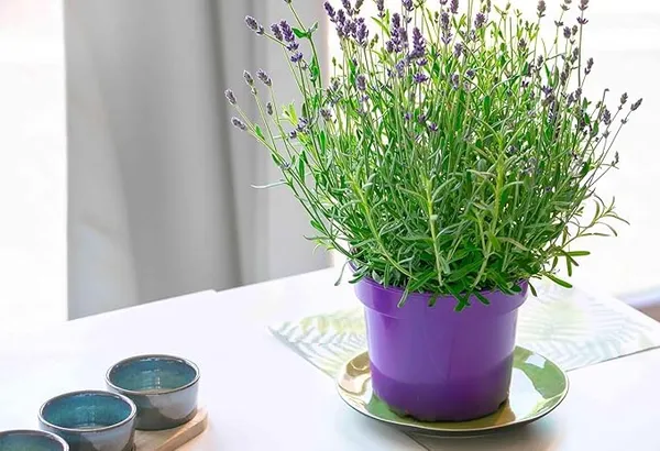 Rare_&_Beautiful_Lavender_Plant_–_Thriving_Healthy__Plant_for_Home,_Rooftop,_Indoor_&_Outdoor_Gardening_|_Pack_of_1_in_Grow_Bag