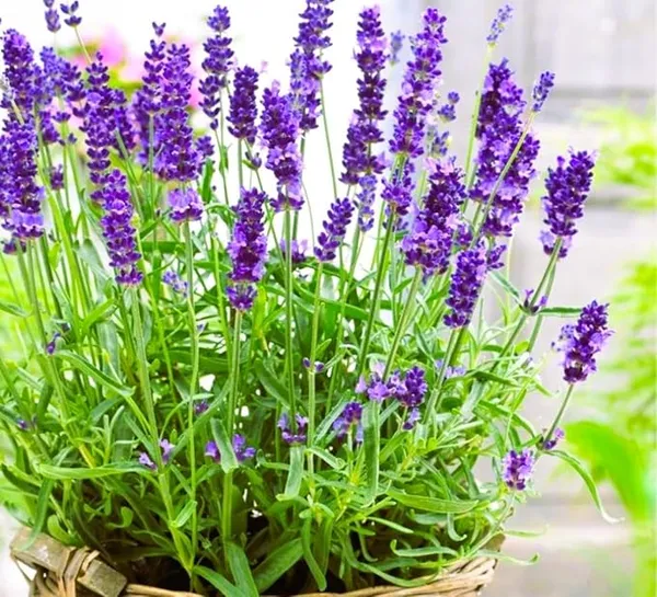 Rare_&_Beautiful_Lavender_Plant_–_Thriving_Healthy__Plant_for_Home,_Rooftop,_Indoor_&_Outdoor_Gardening_|_Pack_of_1_in_Grow_Bag