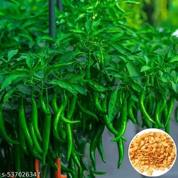 Red_Amaranth_+_Chilli_+_Palak_Seeds_Combo_|_Kitchen_Garden_Vegetable_Seeds_|_Pack_of_3_|_10g_Each_|_30g_Total