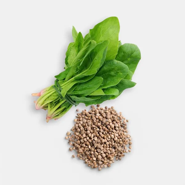 Red_Amaranth_+_Chilli_+_Palak_Seeds_Combo_|_Kitchen_Garden_Vegetable_Seeds_|_Pack_of_3_|_10g_Each_|_30g_Total