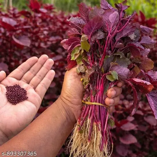 Red_Amaranth_+_Hyacinth_Bean_+_Palak_Seeds_Combo_|_Kitchen_Garden_Vegetable_Seeds_|_Pack_of_3_|_10g_Each_|_30g_Total
