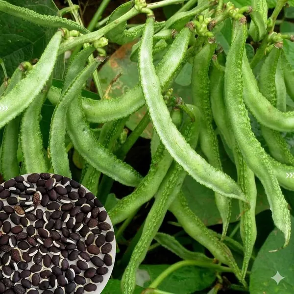 Red_Amaranth_+_Hyacinth_Bean_+_Palak_Seeds_Combo_|_Kitchen_Garden_Vegetable_Seeds_|_Pack_of_3_|_10g_Each_|_30g_Total