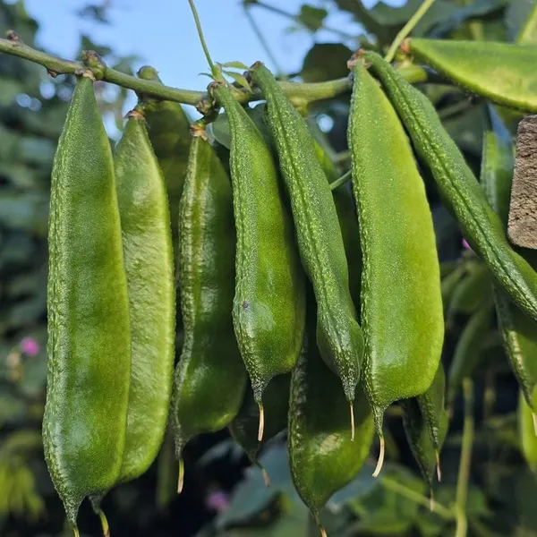 Red_Amaranth_+_Hyacinth_Bean_+_Palak_Seeds_Combo_|_Kitchen_Garden_Vegetable_Seeds_|_Pack_of_3_|_10g_Each_|_30g_Total