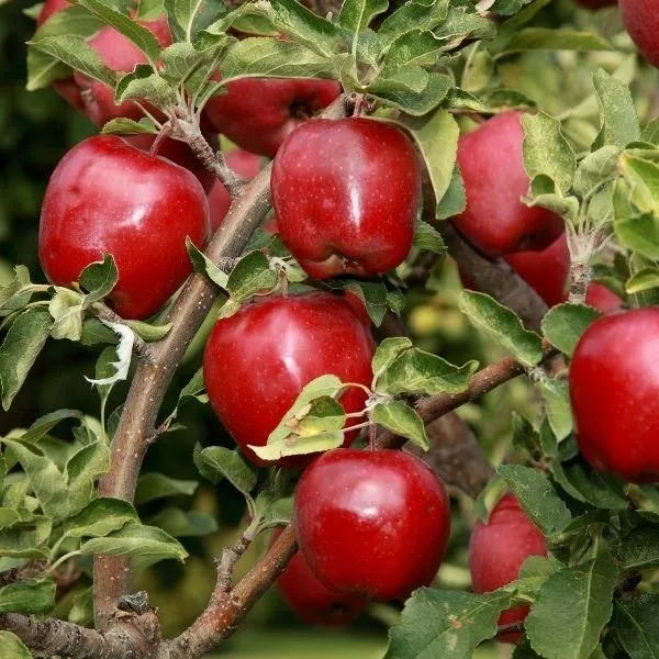 Red_Delicious_Apple_Tree
