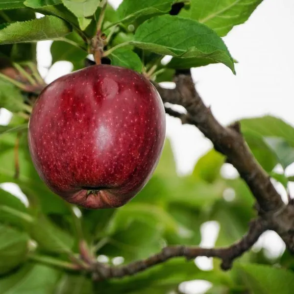 Red_Delicious_Apple_Tree