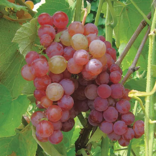 Red_Grape_Lal_Angoor_Lal_Angur_Grafted__Plant_Original_Veriety