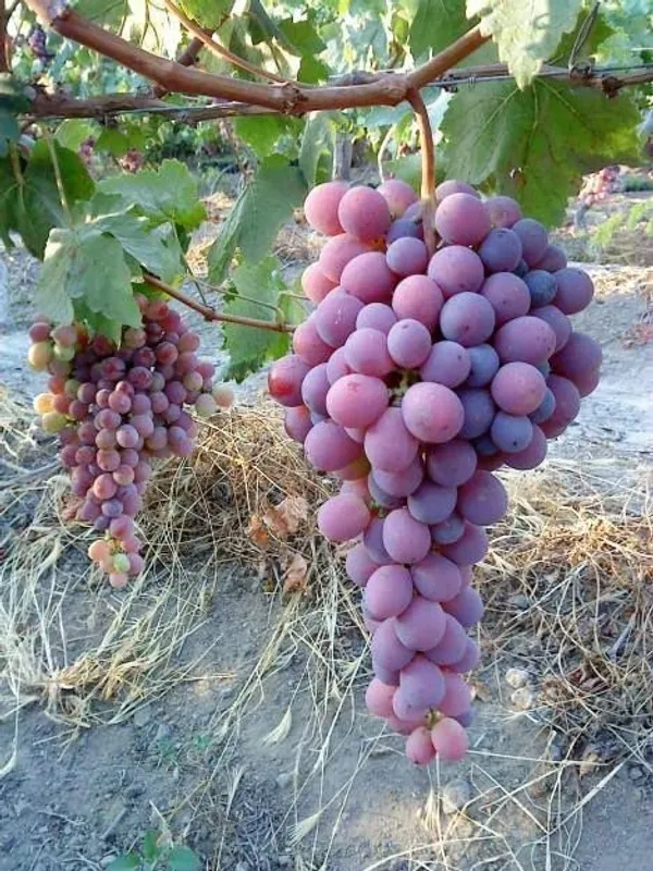 Red_Grape_Lal_Angoor_Lal_Angur_Grafted__Plant_Original_Veriety