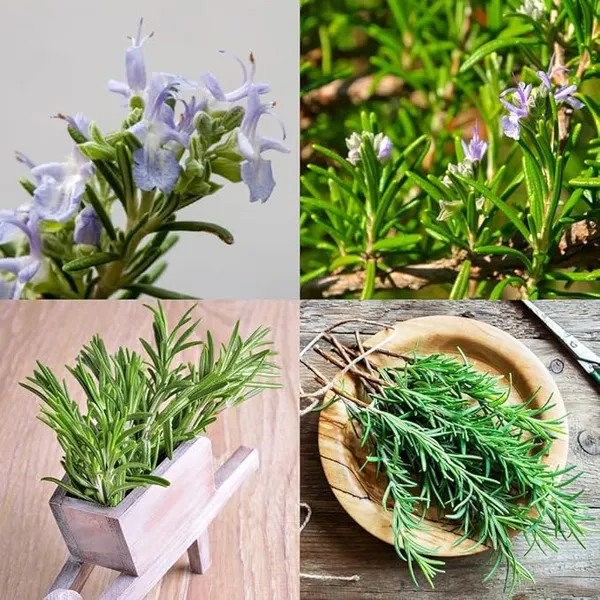 Rosemary_Plant_Rosmarinus_Officinalis_Gulmehandi_Indoor_Rujamari_Medicinal_Herb__Plant