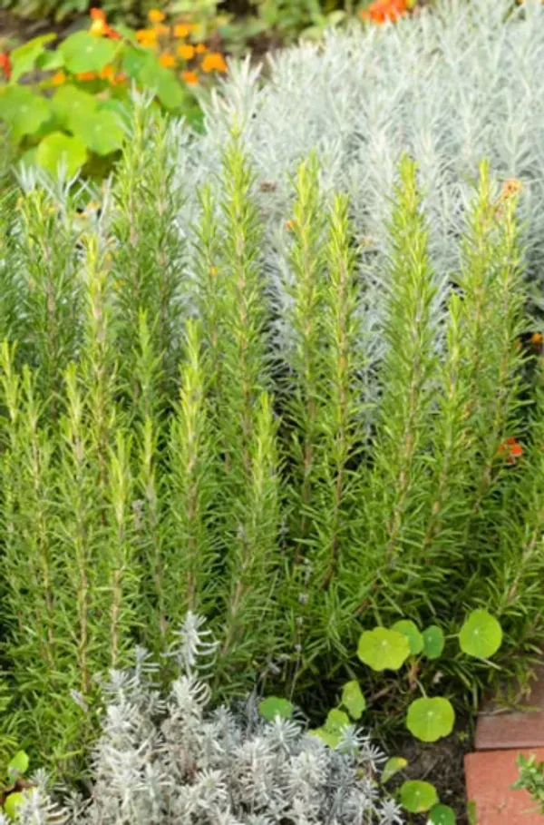 Rosemary_Plant_Rosmarinus_Officinalis_Gulmehandi_Indoor_Rujamari_Medicinal_Herb__Plant