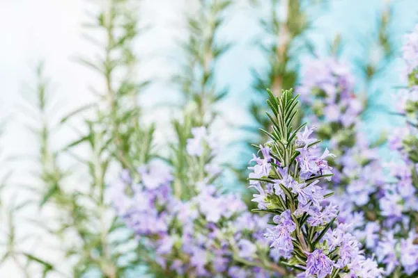 Rosemary_Plant_Rosmarinus_Officinalis_Gulmehandi_Indoor_Rujamari_Medicinal_Herb__Plant