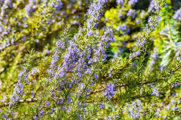 Rosemary_Plant_Rosmarinus_Officinalis_Gulmehandi_Indoor_Rujamari_Medicinal_Herb__Plant