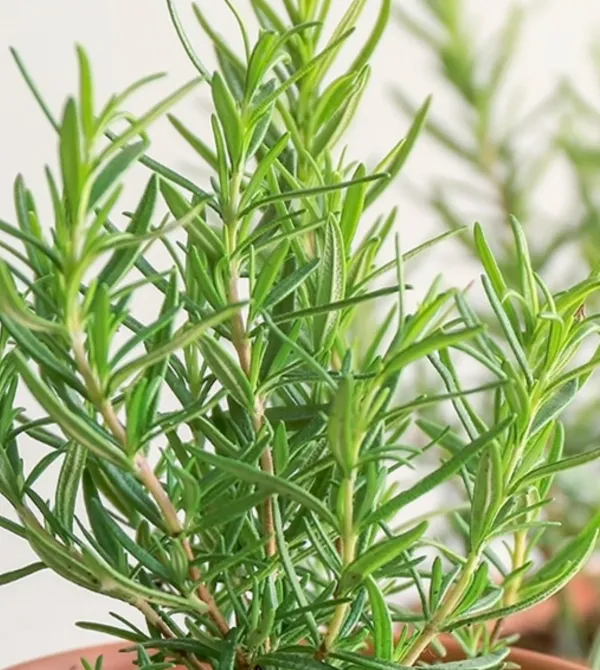 Rosemary_Plant_Rosmarinus_Officinalis_Gulmehandi_Indoor_Rujamari_Medicinal_Herb__Plant