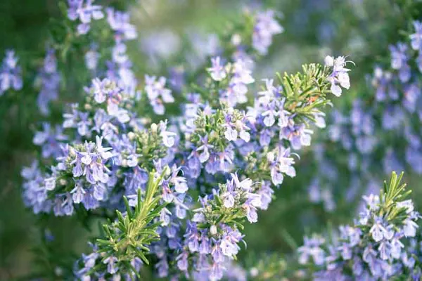Rosemary_Plant_Rosmarinus_Officinalis_Gulmehandi_Indoor_Rujamari_Medicinal_Herb__Plant