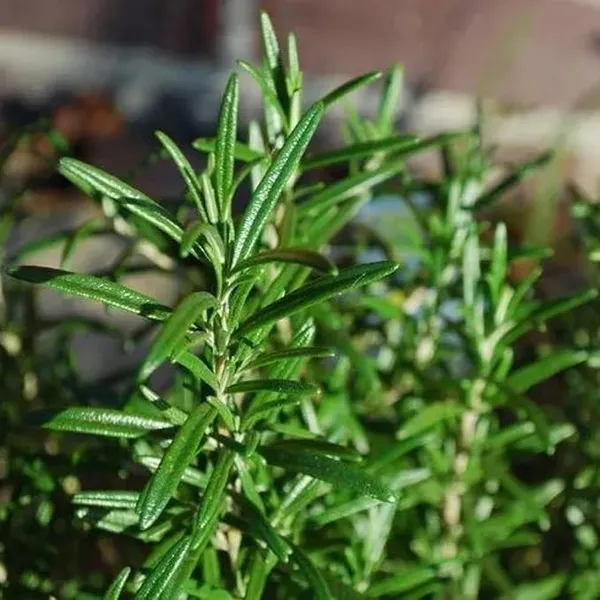Rosemary_Plant_Rosmarinus_Officinalis_Gulmehandi_Indoor_Rujamari_Medicinal_Herb__Plant