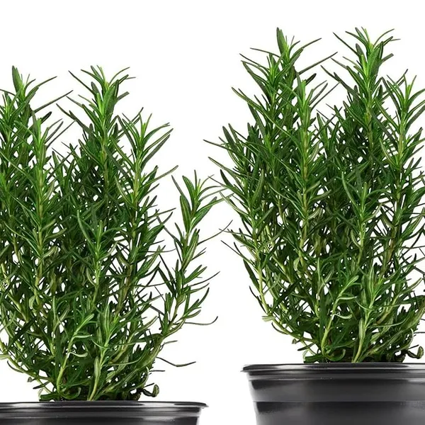 Rosemary_Plant_Rosmarinus_Officinalis_Gulmehandi_Indoor_Rujamari_Medicinal_Herb__Plant