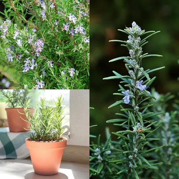 Rosemary_Plant_Rosmarinus_Officinalis_Gulmehandi_Indoor_Rujamari_Medicinal_Herb__Plant