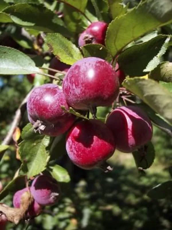 Rubrum_Plum_Tree