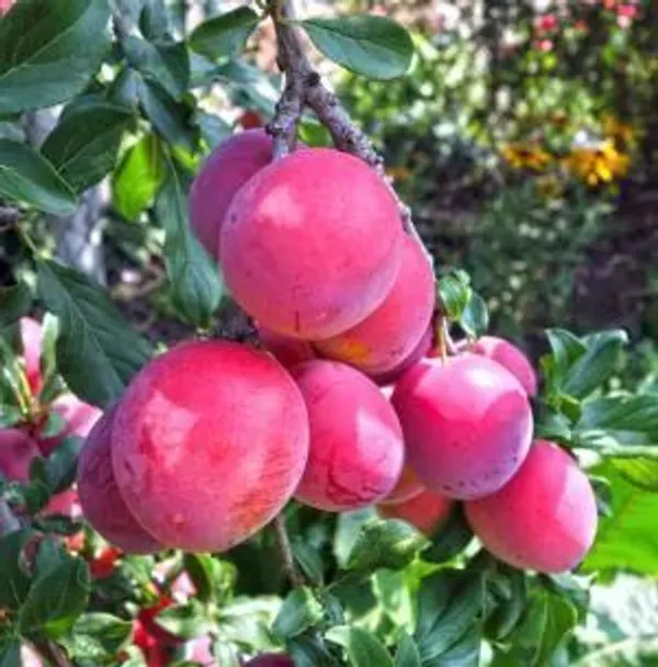 Rubrum_Plum_Tree