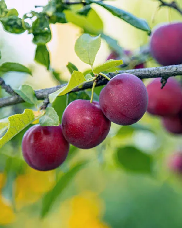 Rubrum_Plum_Tree