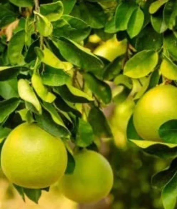 Sweet_Thai_Pomelo_Citrus_Lemon_Kambili_Naranga_?_High_Yield_Batabi_Lemon_Fruit_1__Plant