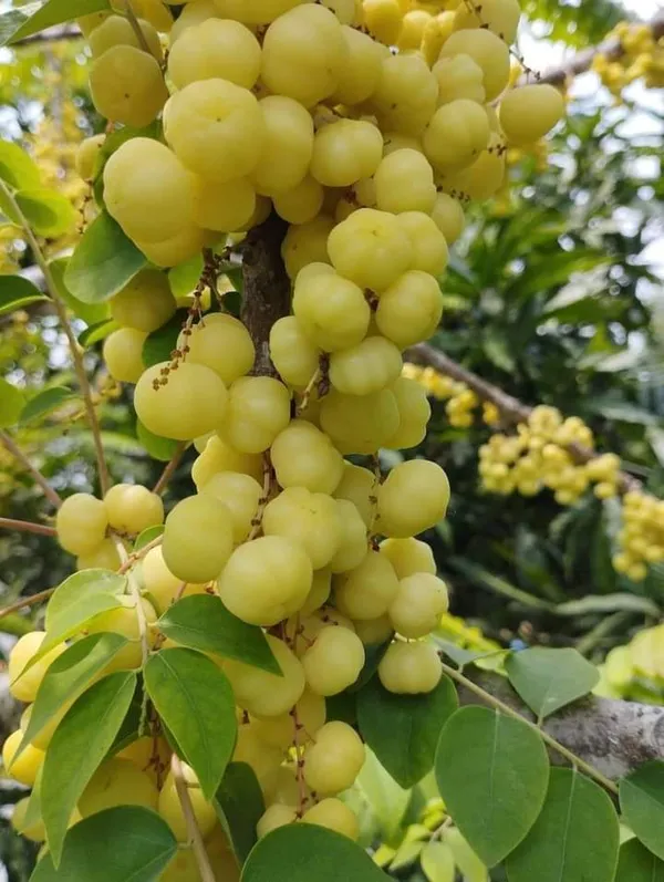 Star_Gooseberry,_Harfarauri_-_Plant