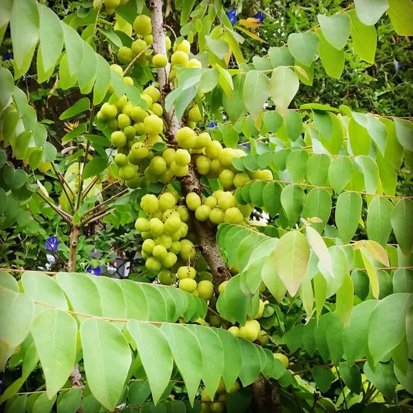 Star_Gooseberry,_Harfarauri_-_Plant