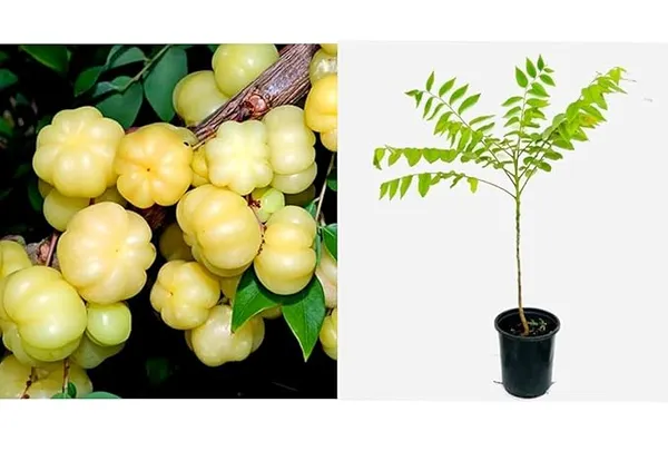 Star_Gooseberry,_Harfarauri_-_Plant