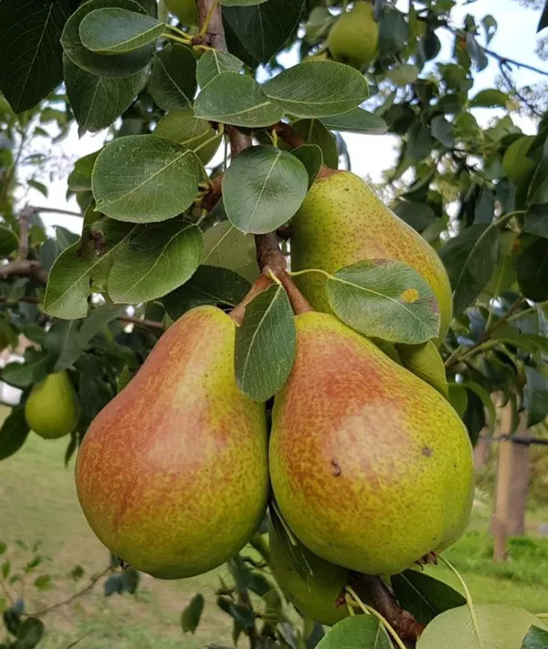Pear_Trees_For_Sale_|_Fastgrowingtrees._Grafting_Outdoor_Plant