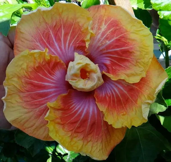 Tahitian_Christmas_hibiscus