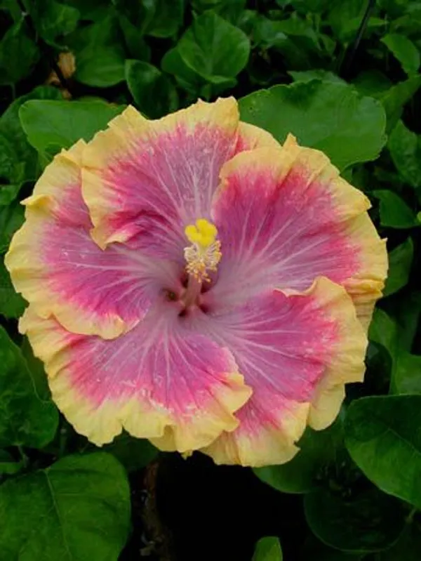 Tahitian_Christmas_hibiscus