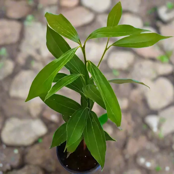 Tejpatta_+_Golmorich_Live_Plant_Combo_|_Bay_Leaf_&_Black_Pepper_Plants_|_Pack_of_2