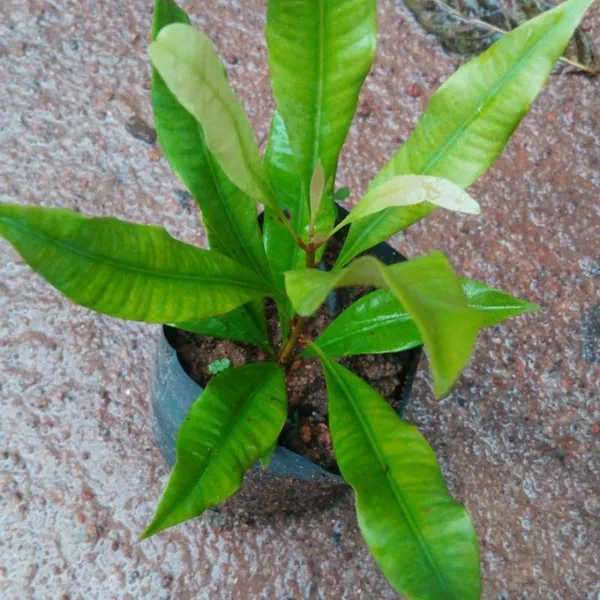 Tejpatta_+_Lobongo_Live_Plant_Combo_|_Bay_Leaf_&_Clove_Plants_|_Spice_Plant_Combo_Pack_of_2